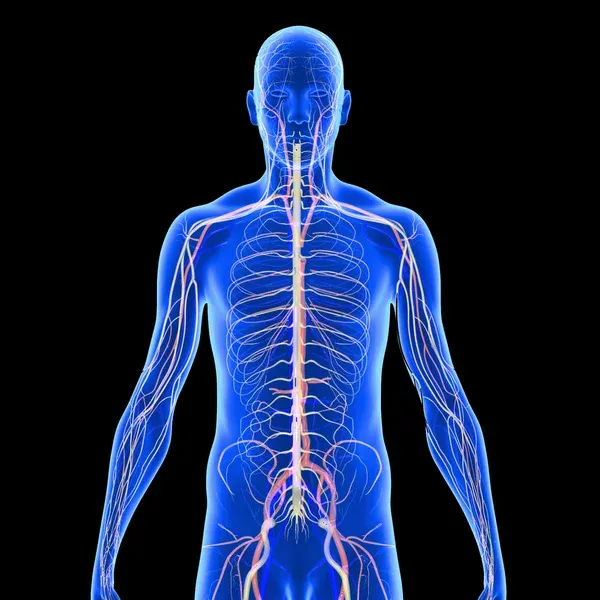 Recupera tu Energía Vital: Cómo Regular el Sistema Nervioso para Sanar