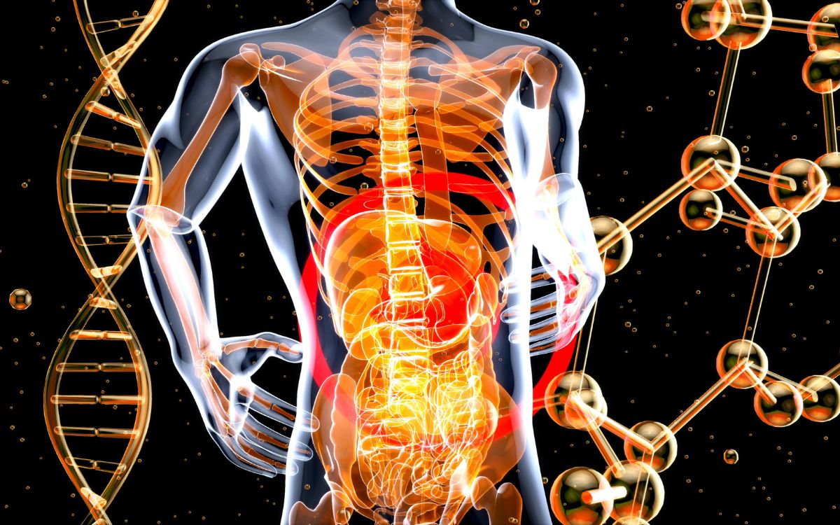 red de fascia en el cuerpo humano y su relación con el movimiento y el estrés