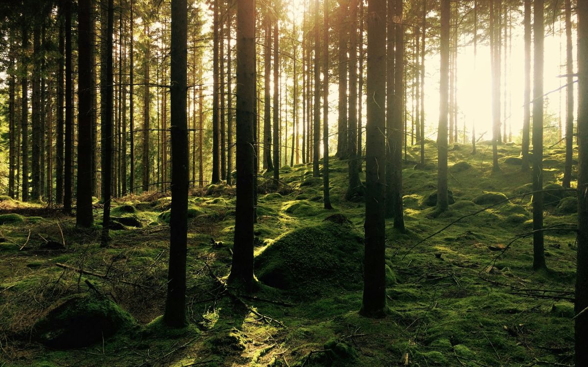 baños de bosque en entorno rural para reducir el estrés y el cortisol